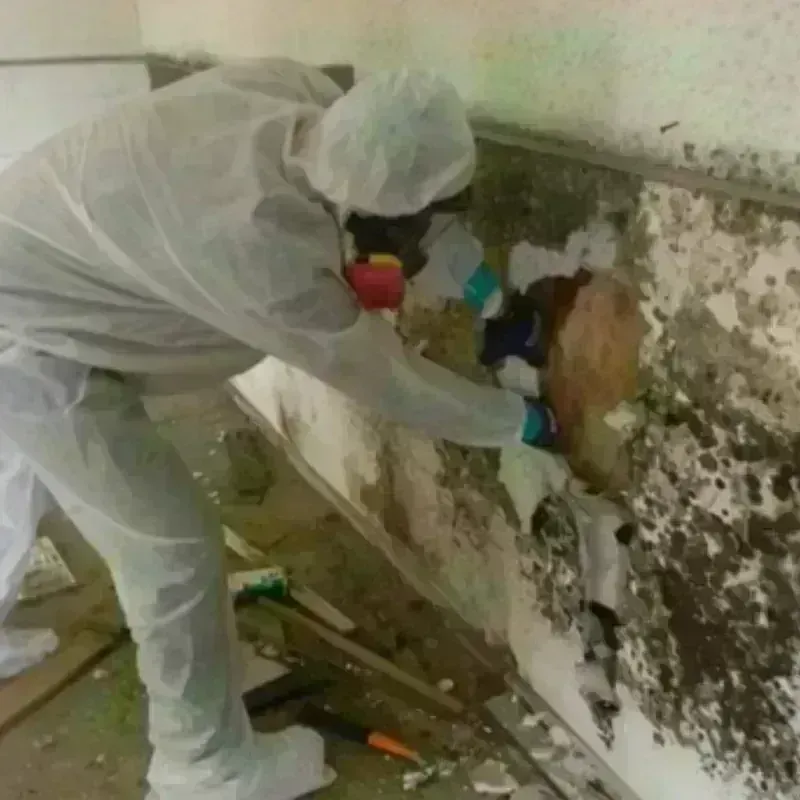 Mold Remediation and Removal in Mount Vernon, IA